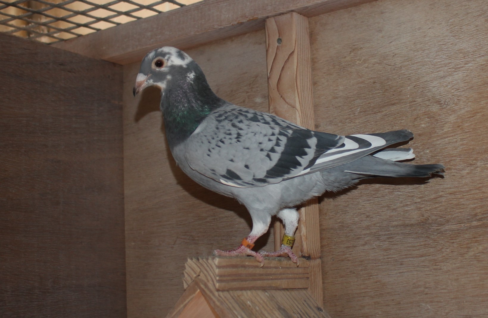 横出鳩 24-LK12253売切れ