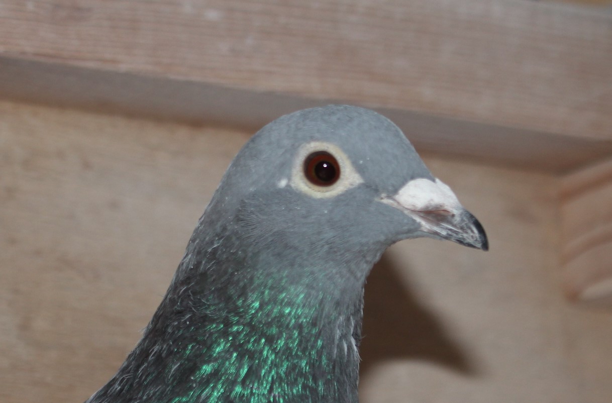 横出鳩 24-LK12256売切れ - 画像 (3)