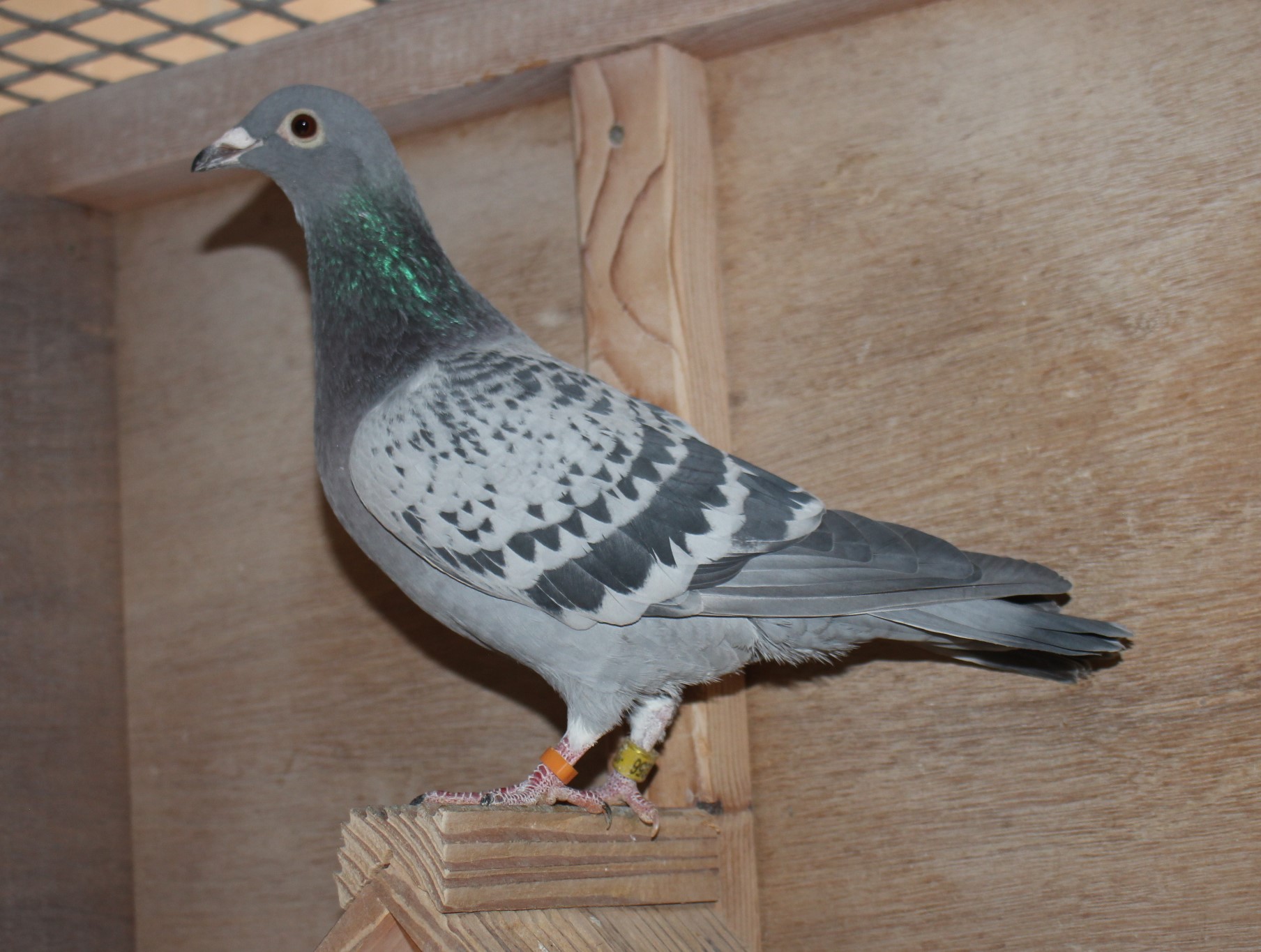 横出鳩 24-LK12256売切れ