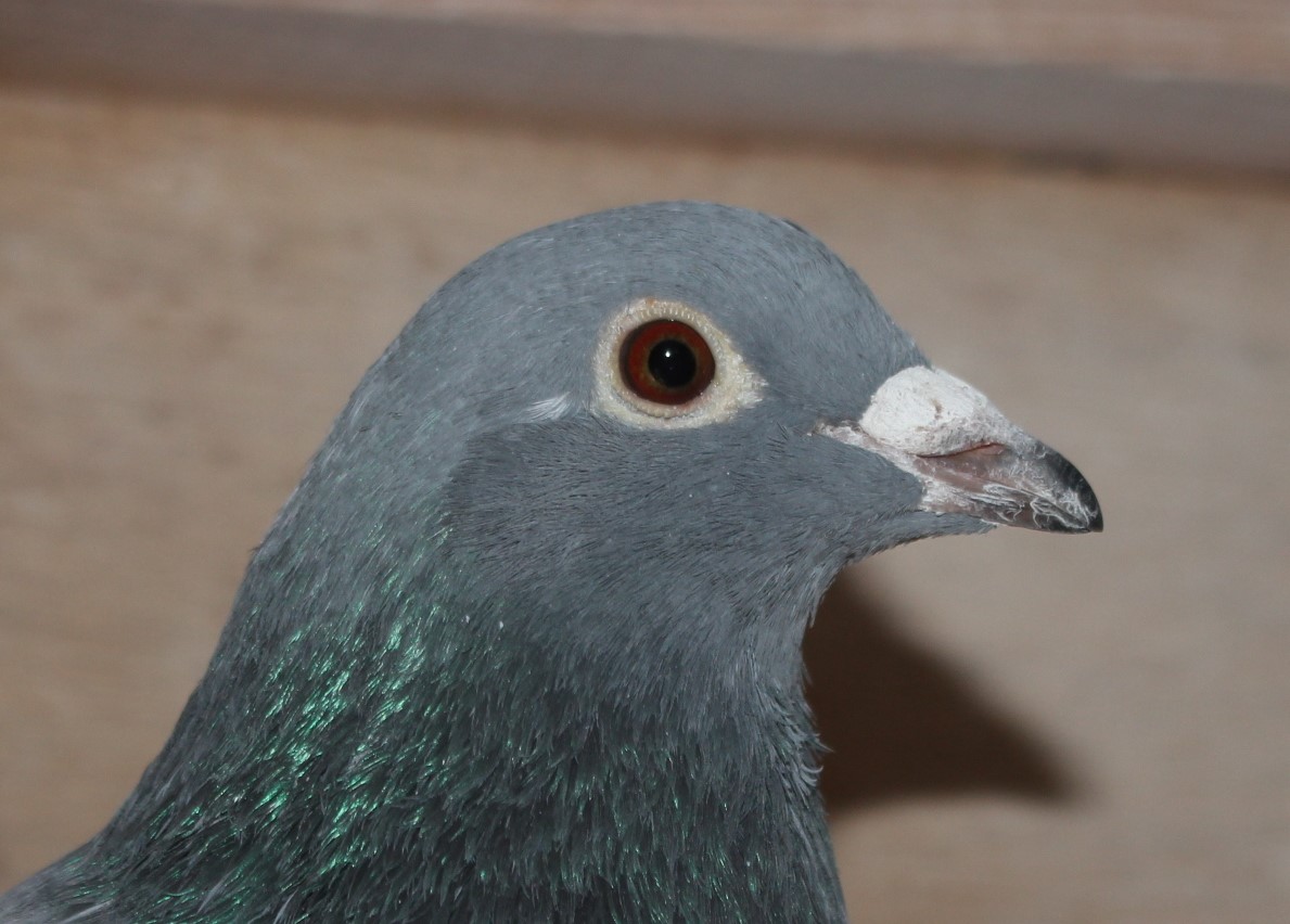 横出鳩 24-LK12257売切れ - 画像 (3)