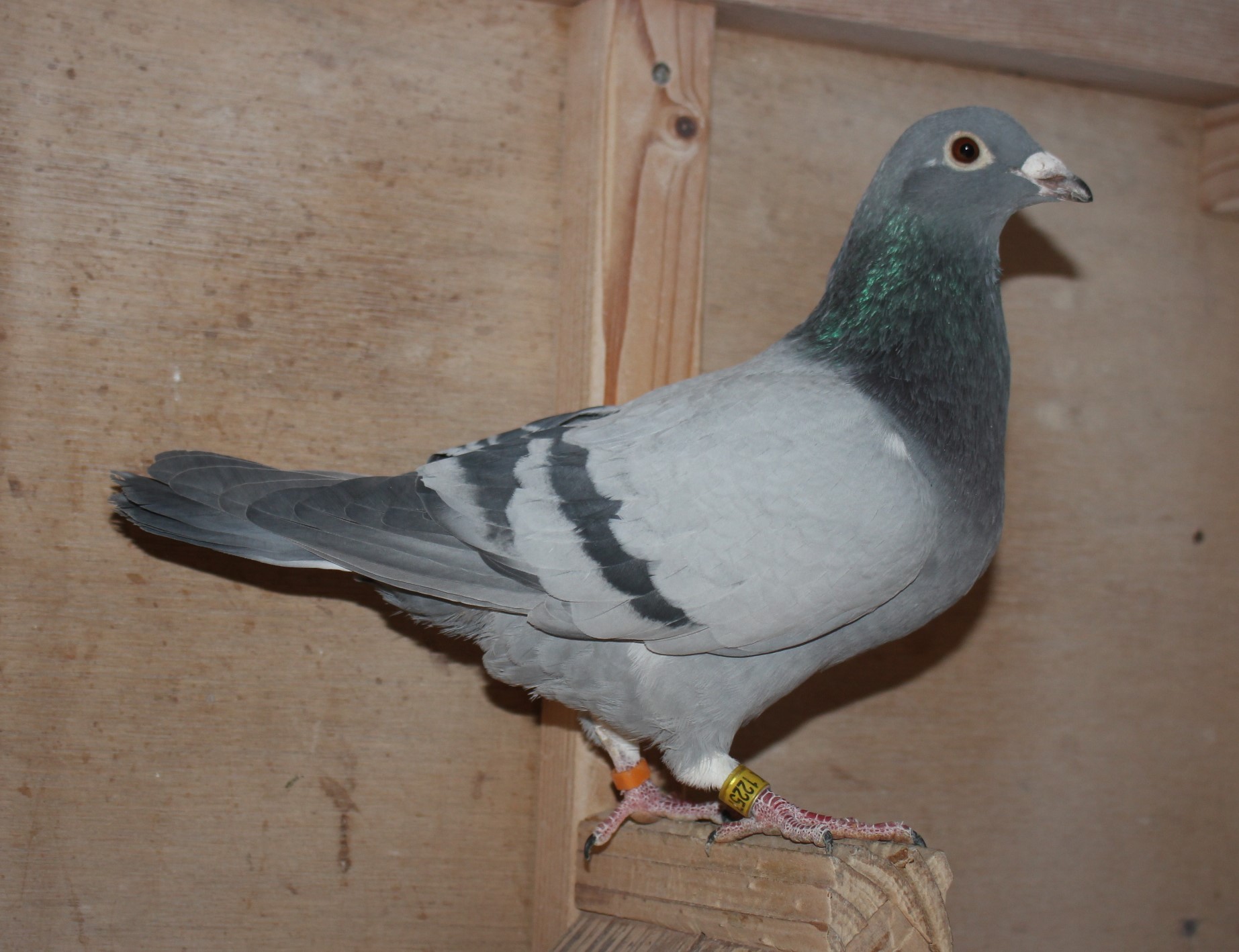 横出鳩 24-LK12257売切れ