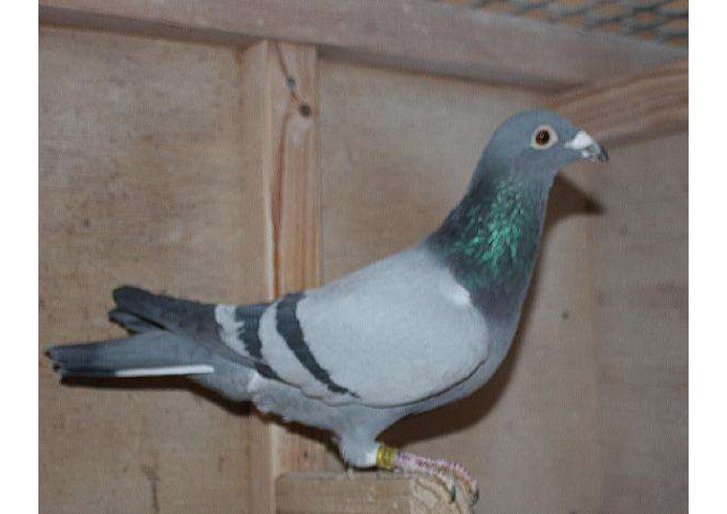 横出鳩 24-LK12234売切れ - 画像 (3)