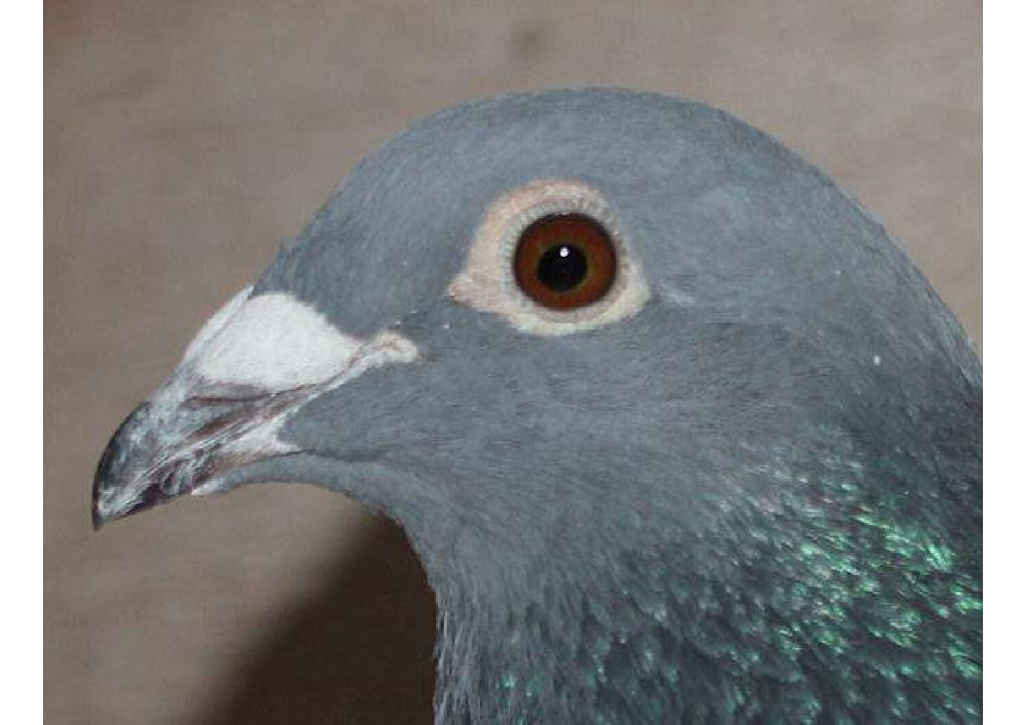 横出鳩 24-LK12234売切れ - 画像 (5)