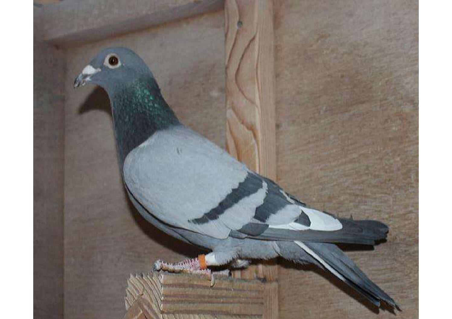 横出鳩 24-LK12234売切れ - 画像 (4)