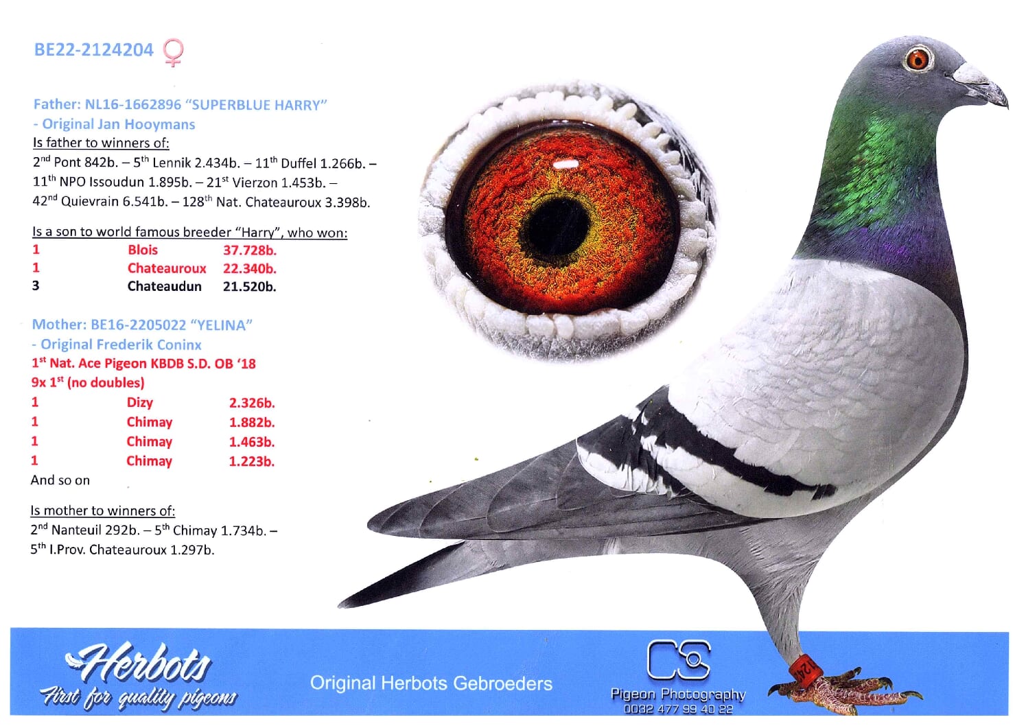 Herbots pigeons 22-2124204 - 画像 (2)