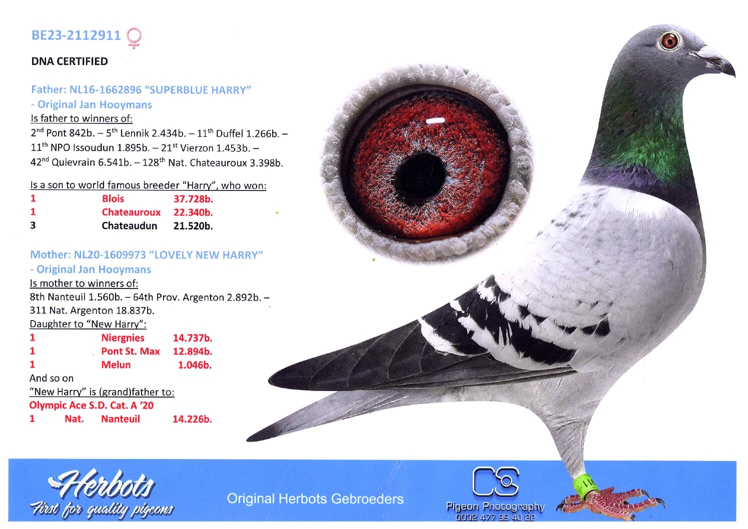 Herbots pigeons 23-2112911売切れ - 画像 (2)